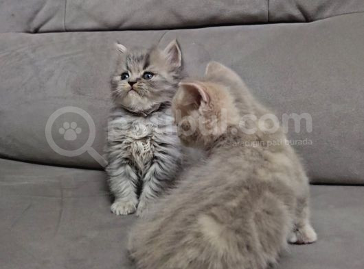 Aile Sıcaklığnda Büyüyen  Scottish Fold British Yavrular görsel