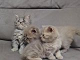 Aile sıcaklığnda büyüyen  scottish fold british yavrular