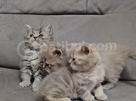 Aile Sıcaklığnda Büyüyen  Scottish Fold British Yavrular