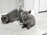 Aile Sıcaklığnda Büyüyen  Scottish Fold British Yavrular