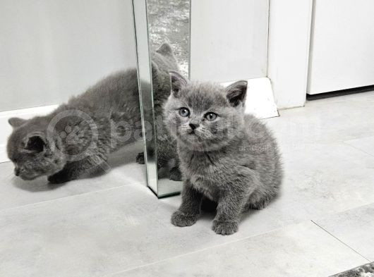 Aile Sıcaklığnda Büyüyen  Scottish Fold British Yavrular görsel