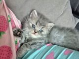 Aile Sıcaklığnda Büyüyen  Scottish Fold British Yavrular