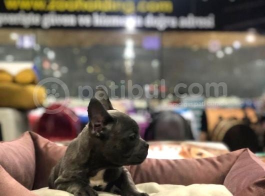 Blue Tan Fransiz Bulldog Ori̇ji̇nal Garanti̇li̇ görsel