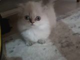 Munchkin cüce kedi