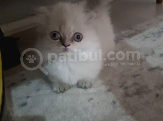 Munchkin Cüce Kedi