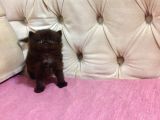Altın Gölgeli Black Dişi British Shorthair Yavrusu