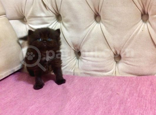 Altın Gölgeli Black Dişi British Shorthair Yavrusu görsel
