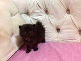 Altın Gölgeli Black Dişi British Shorthair Yavrusu