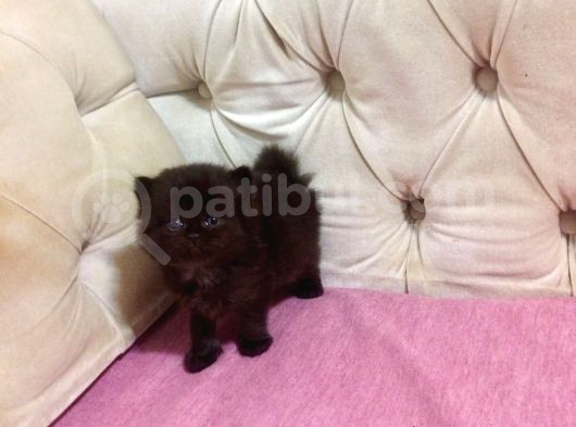 Altın Gölgeli Black Dişi British Shorthair Yavrusu