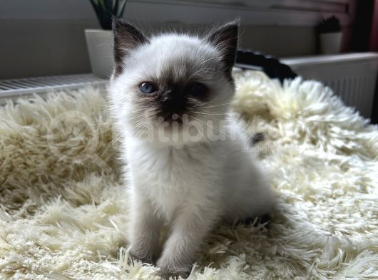 Blue Point Teslime Hazır görsel