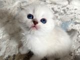 Mükemmel Silver Ve Top Kafa