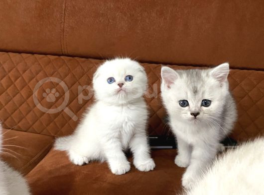 Mükemmel Silver Ve Top Kafa görsel