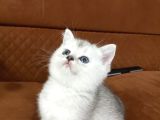 Mükemmel Silver Ve Top Kafa
