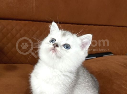 Mükemmel Silver Ve Top Kafa görsel