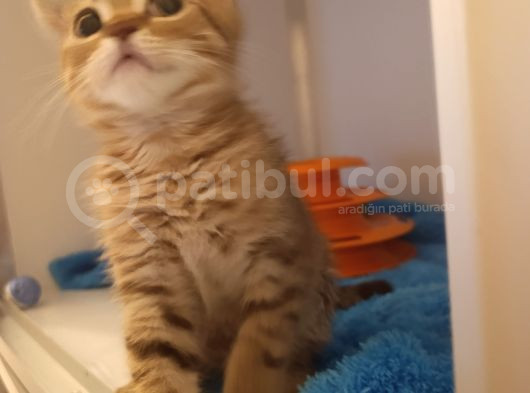 Yeni̇ Yilin Mi̇ni̇ği̇ Ny23 Yavrumuz  görsel