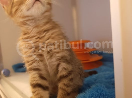 Yeni̇ Yilin Mi̇ni̇ği̇ Ny23 Yavrumuz 