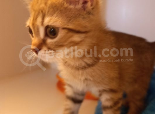Yeni̇ Yilin Mi̇ni̇ği̇ Ny23 Yavrumuz  görsel