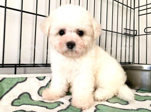 Kore Bichon Frise Bebekler görsel