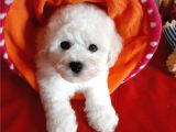 Kore Bichon Frise Bebekler