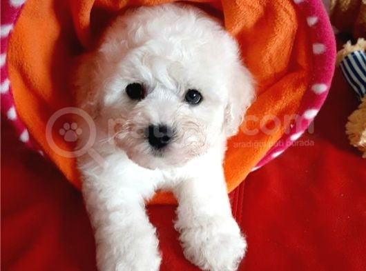 Kore Bichon Frise Bebekler görsel