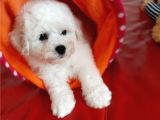 Kore Bichon Frise Bebekler
