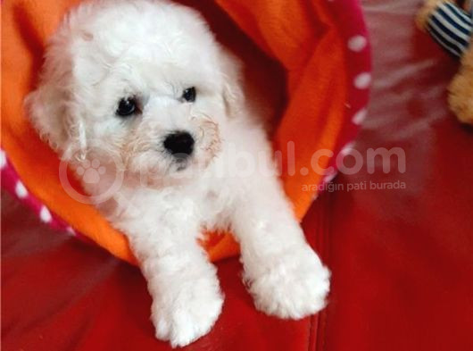 Kore Bichon Frise Bebekler görsel