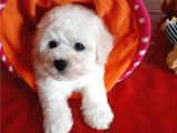 Kore Bichon Frise Bebekler