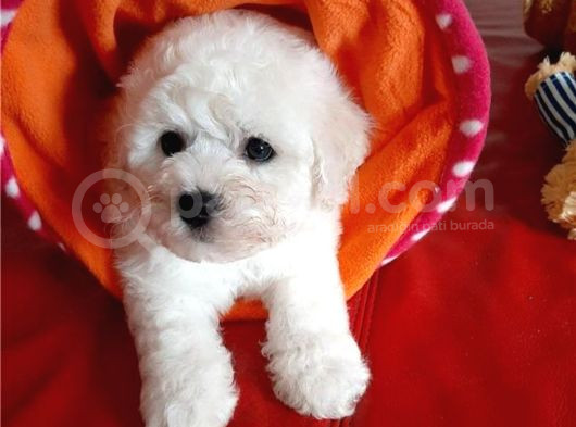 Kore Bichon Frise Bebekler görsel