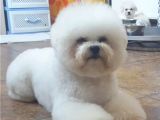 Kore bichon frise bebekler
