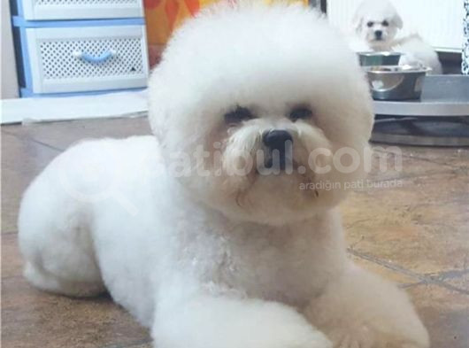 Kore Bichon Frise Bebekler
