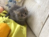 Bri̇ti̇sh Shorthai̇r Akilli Sevgi̇ Bağimlisi Yavrularim