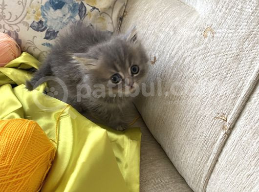Bri̇ti̇sh Shorthai̇r Akilli Sevgi̇ Bağimlisi Yavrularim görsel