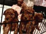 İzmir Minyatür Poodle Yavrularım