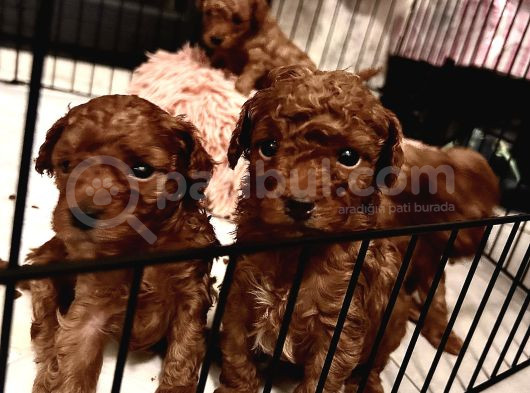 İzmir Minyatür Poodle Yavrularım görsel