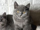 Safkan top kafa gri britishler SAĞLIK GARANTİLİ