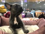Blue Tan Fransiz Bulldog Ori̇ji̇nal Garanti̇li̇