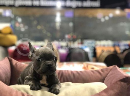 Blue Tan Fransiz Bulldog Ori̇ji̇nal Garanti̇li̇ görsel