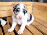 Her Renk Border Collie Yavrusu