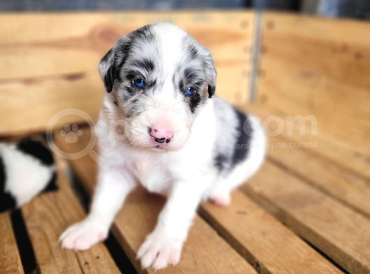 Her Renk Border Collie Yavrusu görsel