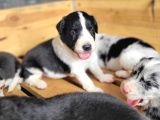 Her Renk Border Collie Yavrusu