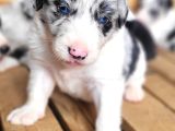 Her renk Border Collie Yavrusu