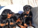 İri Yapılı Doberman Yavrular