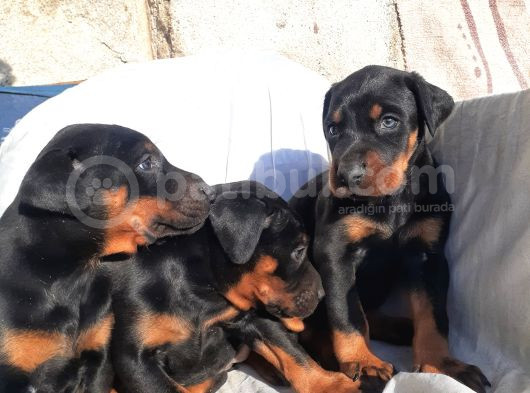 İri Yapılı Doberman Yavrular görsel
