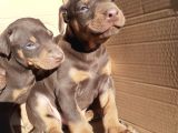 İri Yapılı Doberman Yavrular