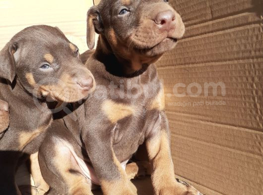 İri Yapılı Doberman Yavrular görsel