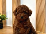 Toy Poodle Yavrularımız