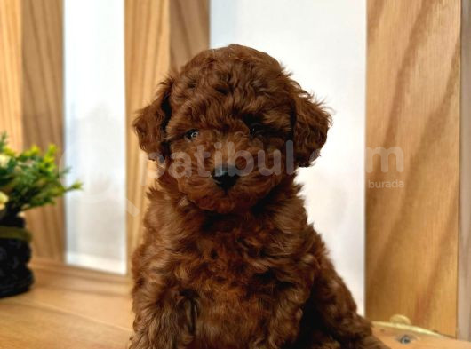 Toy Poodle Yavrularımız görsel