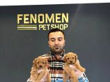 Wc Egi̇ti̇mli̇ Mükemmel Morki̇e Yavrular Ankara Mağazamizda Görn