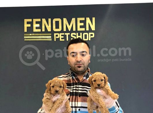 Wc Egi̇ti̇mli̇ Mükemmel Morki̇e Yavrular Ankara Mağazamizda Görn görsel