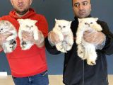 Renk Renk British Shorthair Yavrular Ankara Mağazamizda Görn